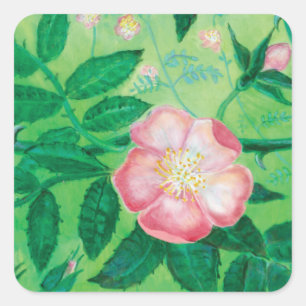 Pink Wild Rose Illustration    Square Sticker