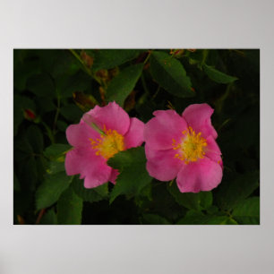 Pink Wild Roses Floral Photo Poster