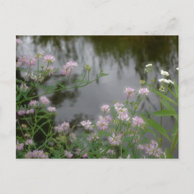 Pink Wildflowers Near Brook Nature Postcard (Front)