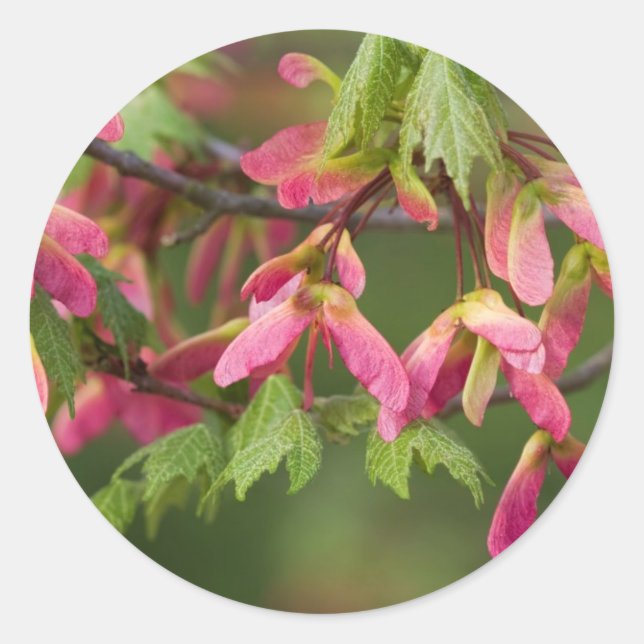 Pink Winged Sycamore Seeds - Acer pseudoplatanus Classic Round Sticker (Front)
