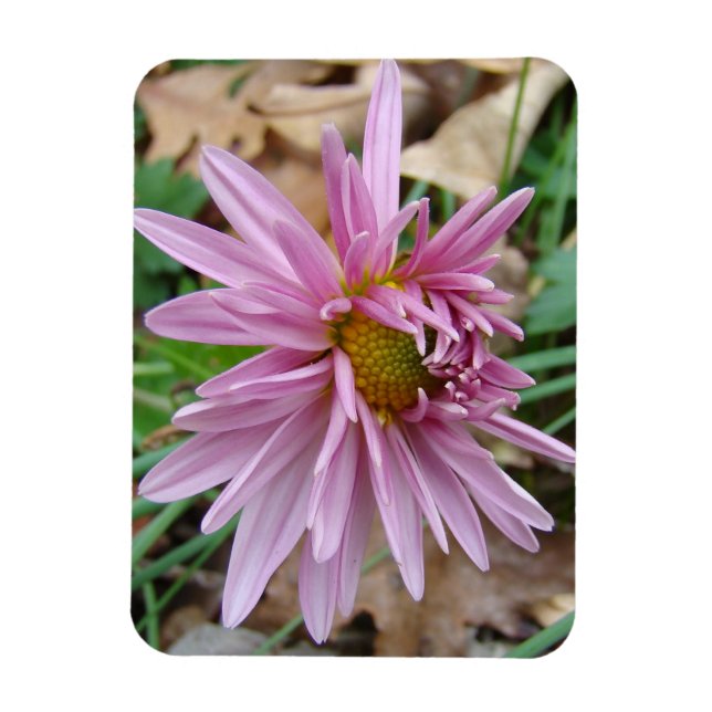 Pink Wink Magnet (Vertical)