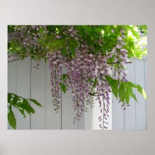 Pink Wisteria ~ print