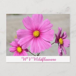 Pink WV Wild Flowers Postcard