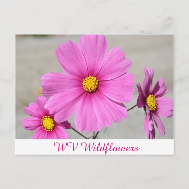 Pink WV Wild Flowers Postcard (Front)