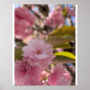 Pink Yaezakura Blossom Poster