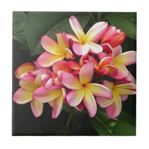 Pink, Yellow and Red Plumeria Flowers Tile