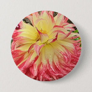 Pink & Yellow Dahlia 7.5 Cm Round Badge