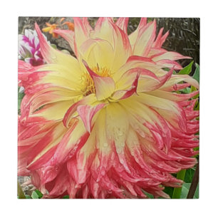 Pink & Yellow Dahlia Ceramic Tile