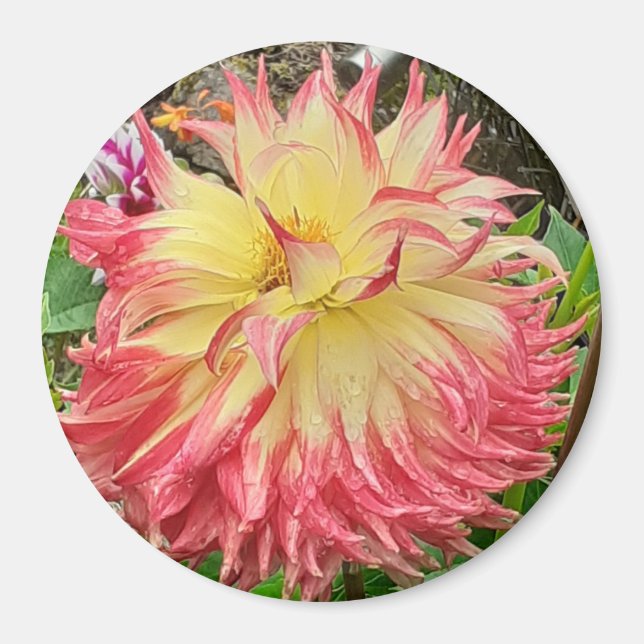 Pink & Yellow Dahlia Magnet (Front)