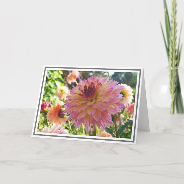 Pink Yellow Decorative Dahlia Close-Up Card (Front)