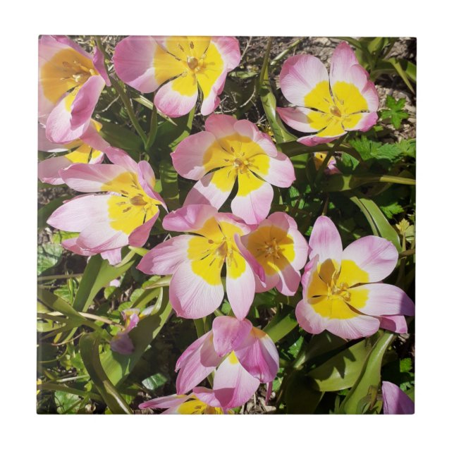 Pink & Yellow Flowers Ceramic Tile (Front)