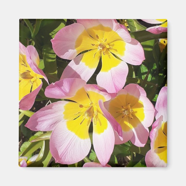 Pink & Yellow Flowers Magnet (Front)