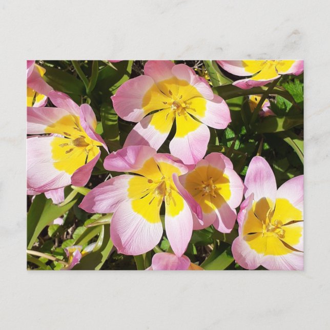 Pink & Yellow Flowers  Postcard (Front)