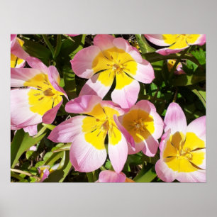 Pink & Yellow Flowers Poster