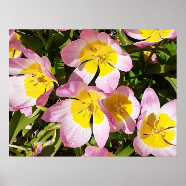 Pink & Yellow Flowers Poster (Front)