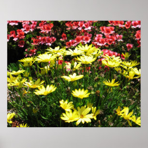 Pink & Yellow Flowers Poster