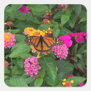 Pink Yellow Green Floral Lantana with Butterfly Square Sticker