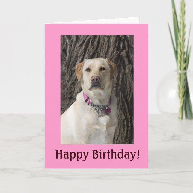 Pink Yellow Lab Birthday Card (Front)