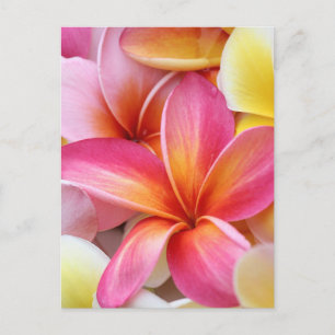 Pink Yellow Purple Plumeria Frangipani Flowers Postcard