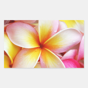 Pink Yellow Purple Plumeria Frangipani Flowers Rectangular Sticker