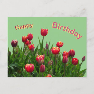 Pink Yellow Purple Tulips Cust. Birthday Postcard