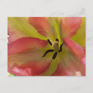 Pink & Yellow Tulip Postcard