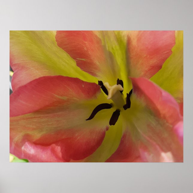 Pink & Yellow Tulip Poster (Front)