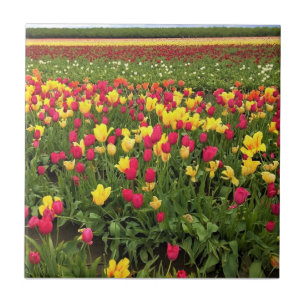 Pink & Yellow Tulips, Oregon Tile
