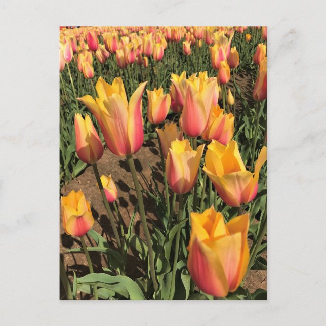 Pink & Yellow Tulips Postcard (Front)
