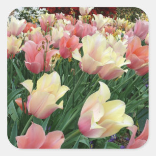 Pink & Yellow Tulips Square Sticker