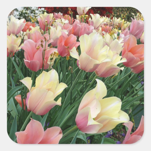 Pink & Yellow Tulips Square Sticker (Front)