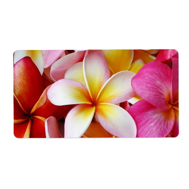 Pink Yellow  White Mixed Plumeria Flower (Front)