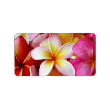 Pink Yellow  White Mixed Plumeria Flower