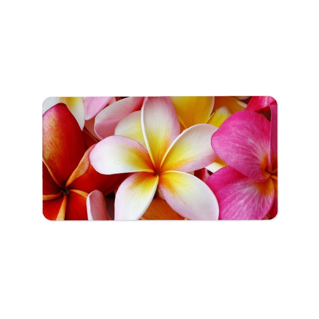 Pink Yellow  White Mixed Plumeria Flower Label (Front)