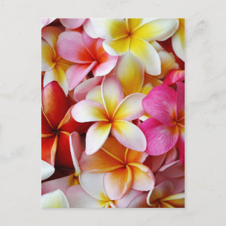 Pink Yellow  White Mixed Plumeria Flower Postcard