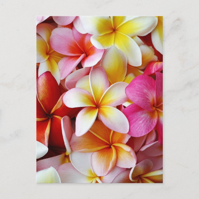 Pink Yellow  White Mixed Plumeria Flower Postcard (Front)