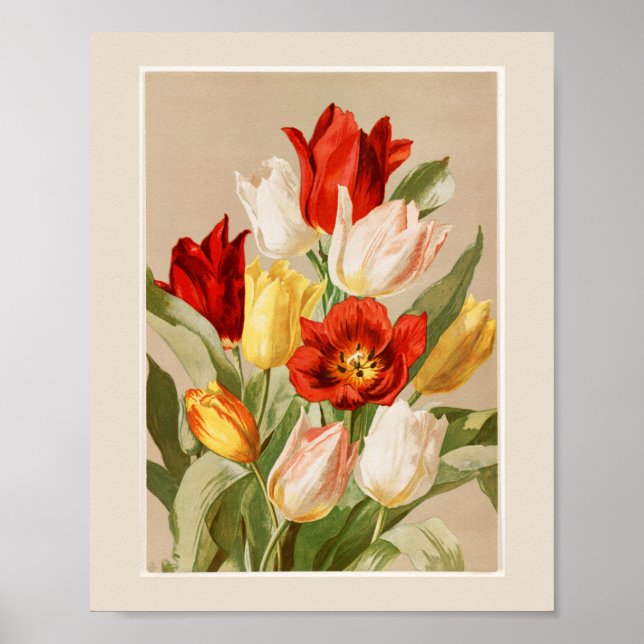 Pink, Yellow, White & Red Tulips Poster (Front)