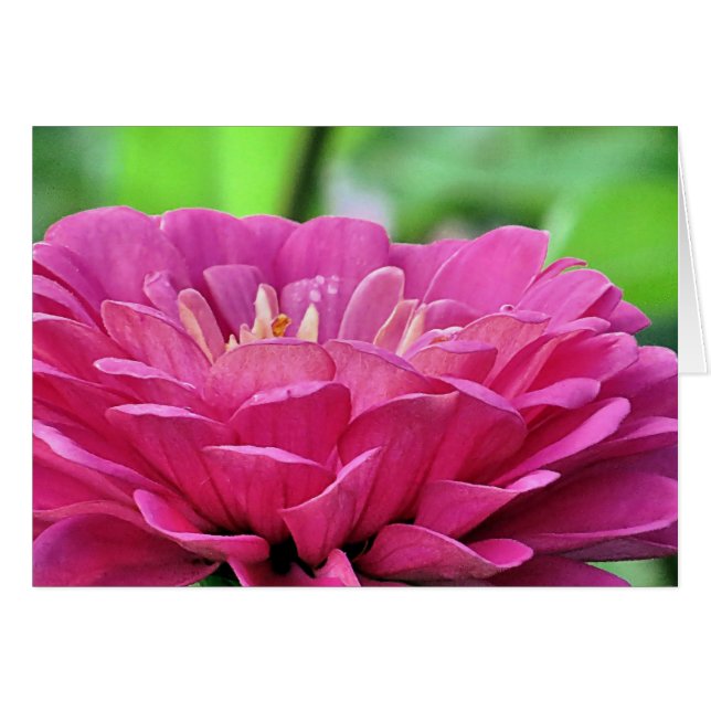 Pink Zinnia (Front Horizontal)