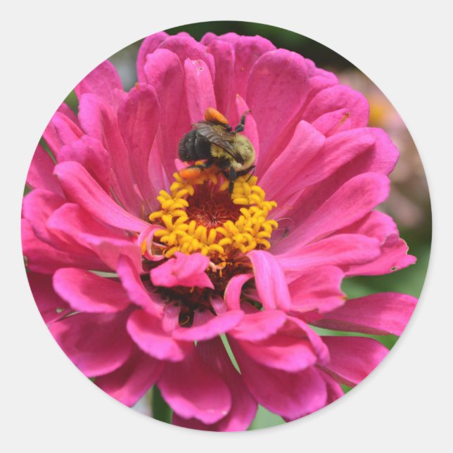 Pink Zinnia and Bumble bee Classic Round Sticker (Front)