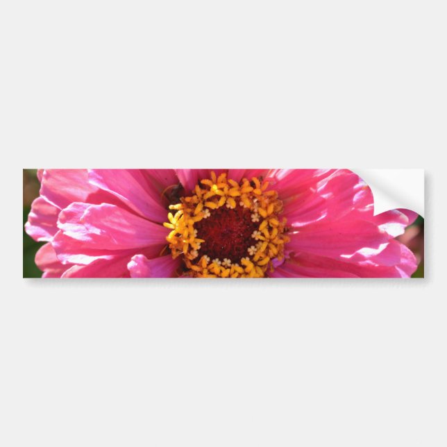 Pink Zinnia Bumper Sticker (Front)