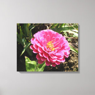 Pink Zinnia Canvas Print