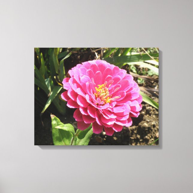 Pink Zinnia Canvas Print (Front)