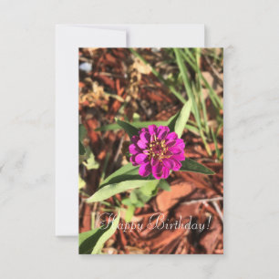 Pink Zinnia Floral Garden Photography Card