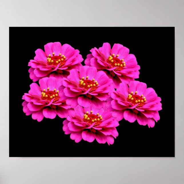 Pink Zinnia Flower Bouquet Poster (Front)