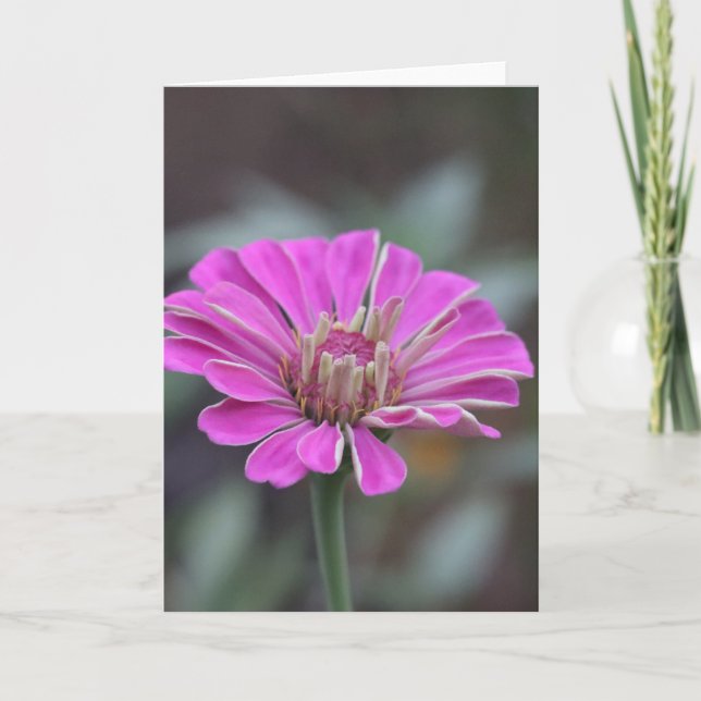 Pink Zinnia Flower Card 5 x 7 (blank inside) (Front)