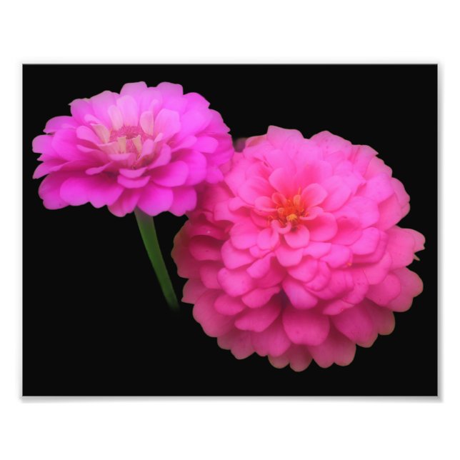 Pink Zinnia Flower Pair Close Up 8x10 Photo Print (Front)