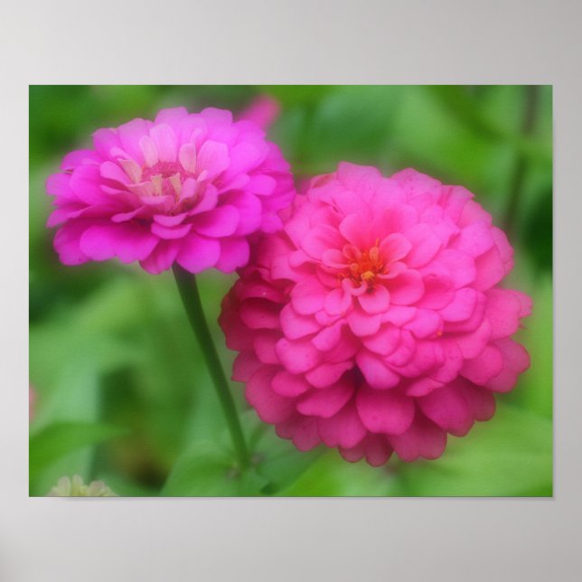 Pink Zinnia Flower Pair Close Up Poster (Front)