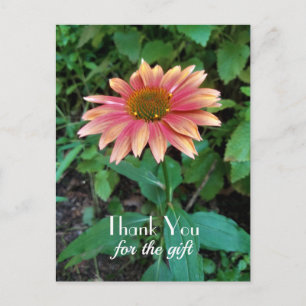 Pink Zinnia Flower Photo Thank You with Greeting  Postcard