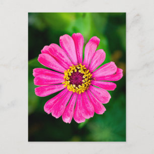 Pink Zinnia flower Postcard