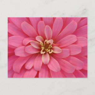 Pink Zinnia Flower Postcard